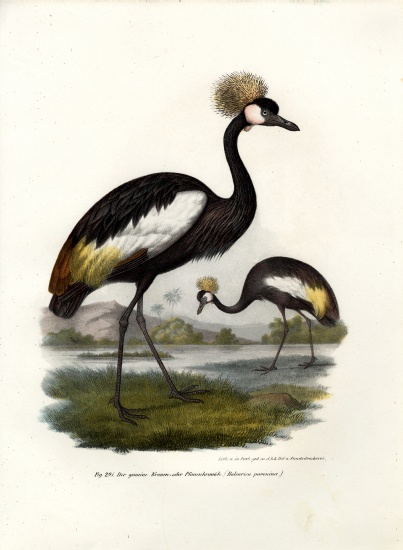 Black Crowned Crane de German School, (19th century)