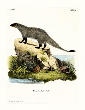 Black-footed Mongoose