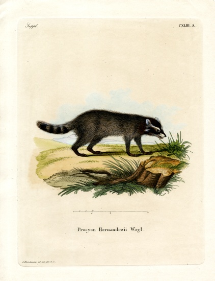 Black-footed raccoon de German School, (19th century)