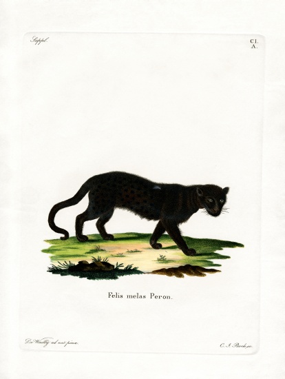 Black Leopard de German School, (19th century)