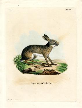 Black-naped Hare