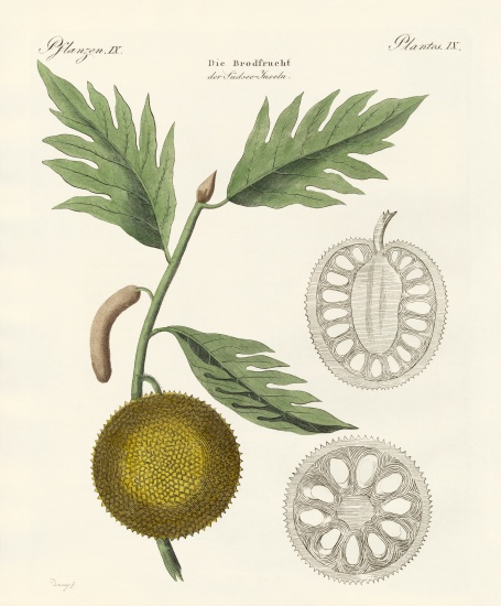 Breadfruit de German School, (19th century)