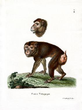 Brown Baboon