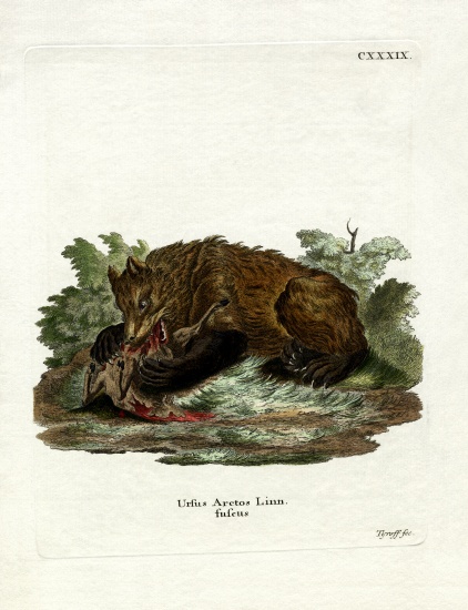 Brown Bear de German School, (19th century)