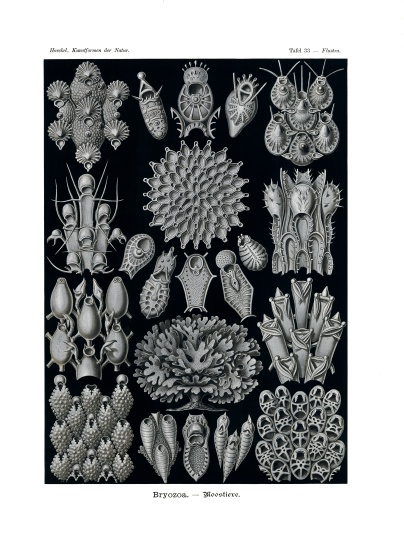 Bryozoa de German School, (19th century)