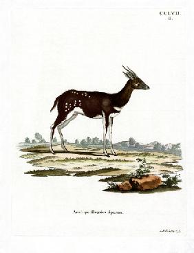 Bushbuck