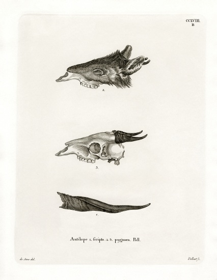 Bushbuck Horns de German School, (19th century)