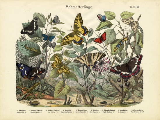 Butterflies, c.1860 de German School, (19th century)