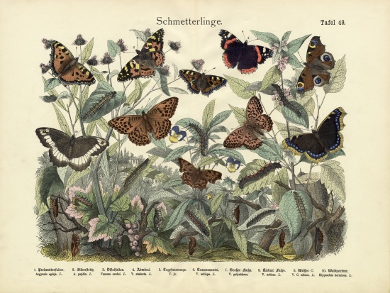 Butterflies, c.1860 de German School, (19th century)