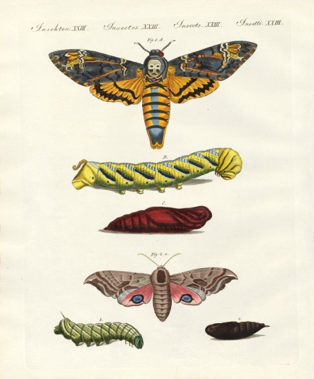 Butterflies -- twilight butterflies de German School, (19th century)