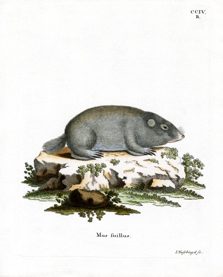 Cape Dune Mole Rat de German School, (19th century)