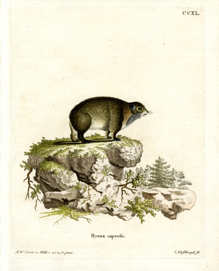 Cape Hyrax de German School, (19th century)