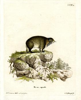 Cape Hyrax