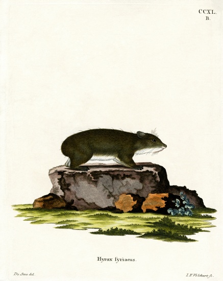 Cape Hyrax de German School, (19th century)