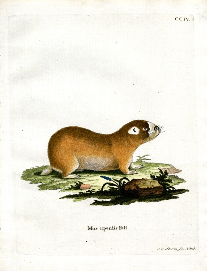 Cape Mole Rat de German School, (19th century)