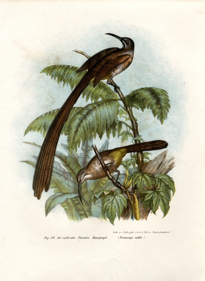 Cape Sugarbird de German School, (19th century)
