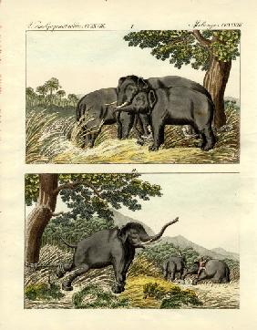 Capture of elephants by decoy elephant