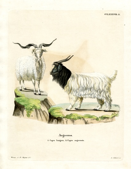 Cashmere Goat de German School, (19th century)