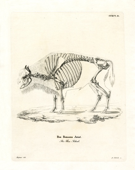 Cattle Skeleton de German School, (19th century)
