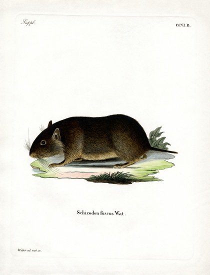 Chilean Rock Rat de German School, (19th century)