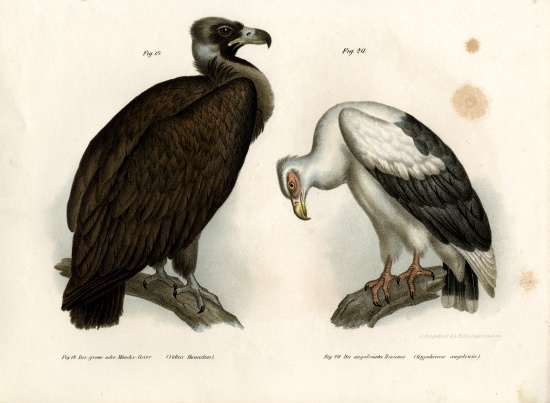 Cinereous Vulture de German School, (19th century)