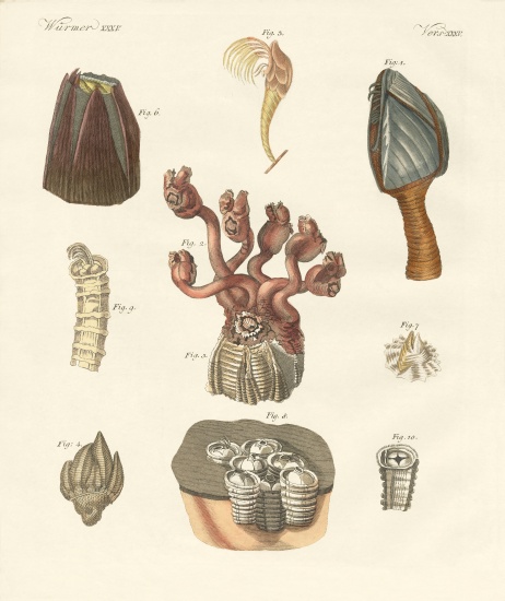Cirrhipodas, Bristleworms or brachiopods de German School, (19th century)