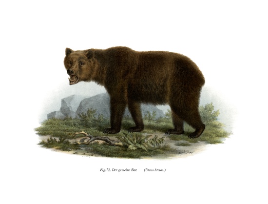 Common Bear de German School, (19th century)