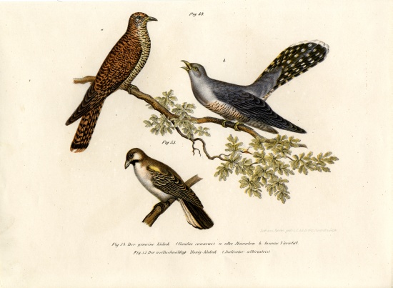 Common Cuckoo de German School, (19th century)