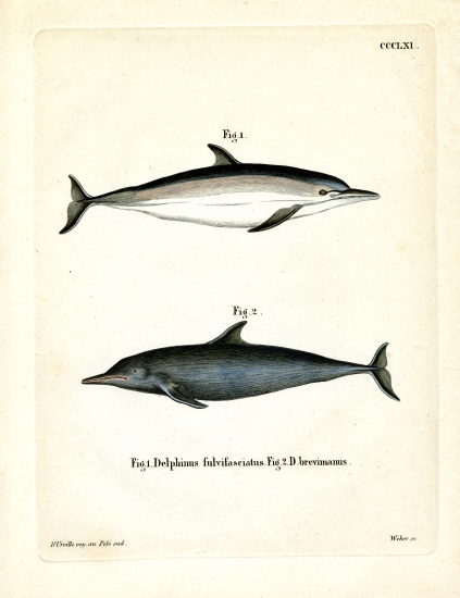 Common Dolphin de German School, (19th century)