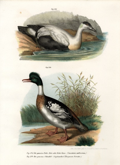 Common Eider Duck de German School, (19th century)
