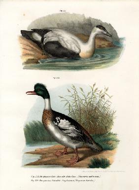 Common Eider Duck