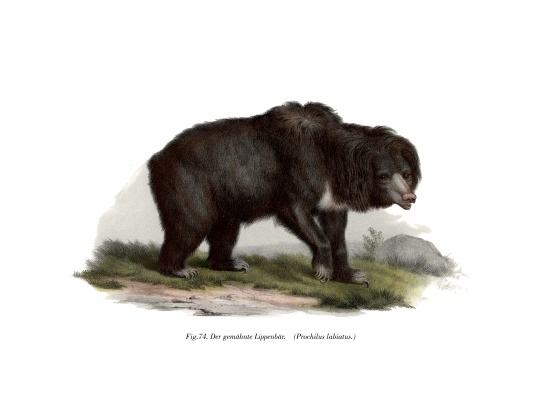 Common Indian Sloth Bear de German School, (19th century)