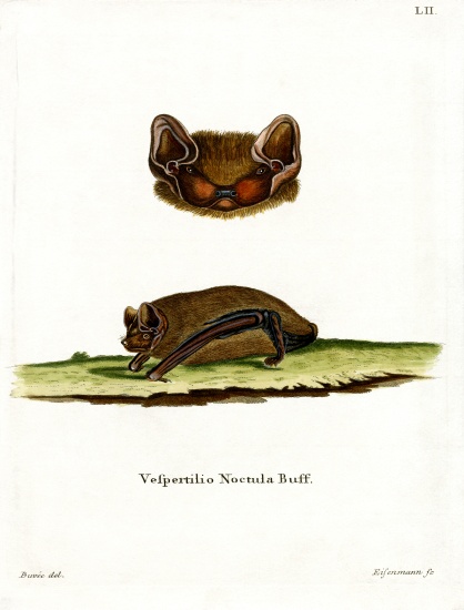 Common Noctule Bat de German School, (19th century)