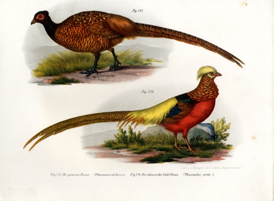 Common Pheasant de German School, (19th century)