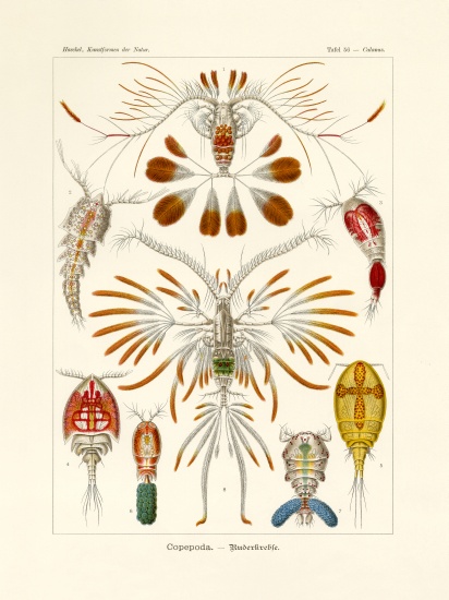 Copepoda de German School, (19th century)