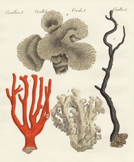 Corals de German School, (19th century)
