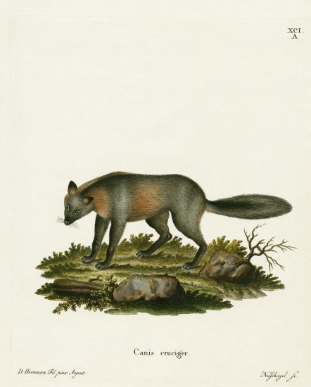 Cross Fox de German School, (19th century)