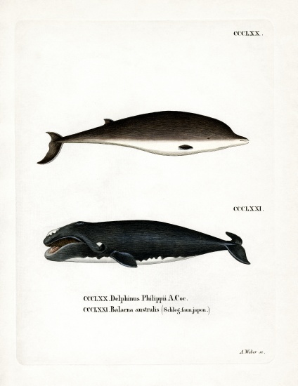 Cuvier's Beaked Whale de German School, (19th century)