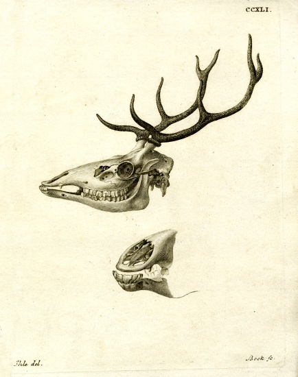 Deer Antlers de German School, (19th century)