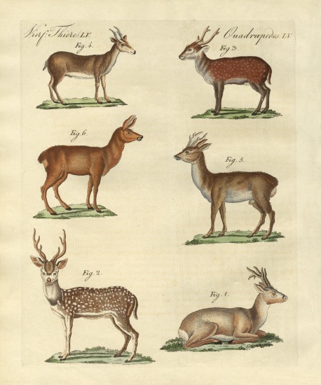Deers and fawns de German School, (19th century)