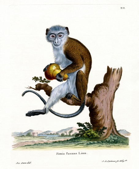 Diana Monkey de German School, (19th century)