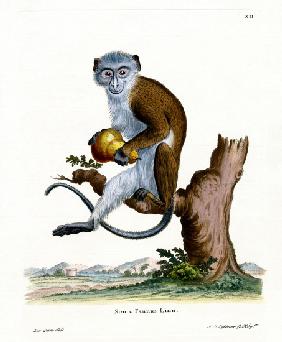 Diana Monkey