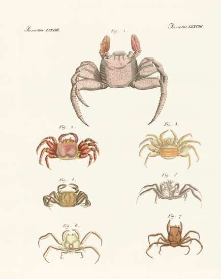 Different kinds of crabs de German School, (19th century)