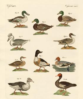 Different kinds of ducks