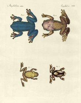 Different kinds of foreign tree frogs