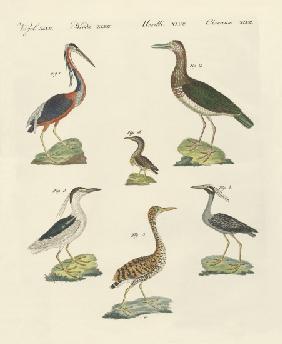 Different kinds of herons