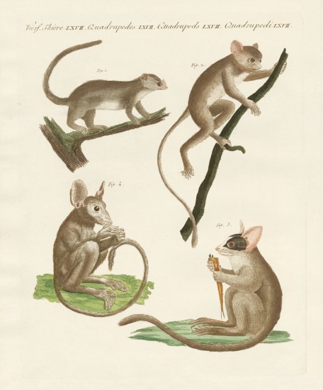 Different kinds of lemurs de German School, (19th century)