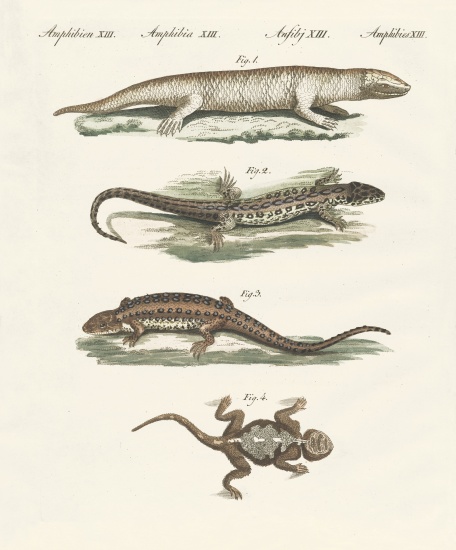 Different kinds of lizards de German School, (19th century)