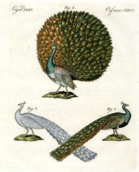 Different kinds of peacocks de German School, (19th century)