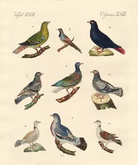 Different kinds of pigeons